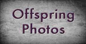 Offspring Photos Button