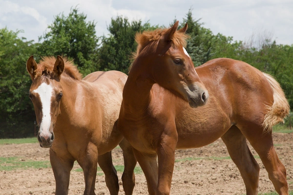 young horses
